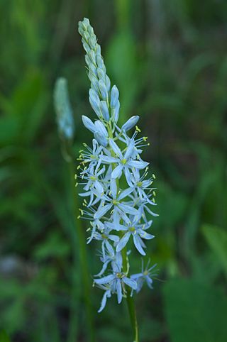 <i>Camassia scilloides</i> Species of flowering plant