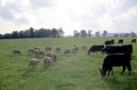 Cattle and Sheep