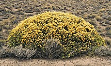 Quilembai (Chuquiraga avellanedae).