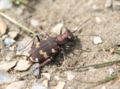 Cicindela hybrida