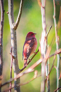 Mazais svilpis (Carpodacus erythrinus)