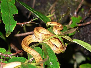 <i>Compsophis</i> Genus of snakes