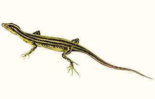 Eugongylinae Subfamily of skinks