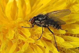 <i>Delia</i> (fly) Genus of flies