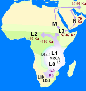 <span class="mw-page-title-main">Mitochondrial Eve</span> Most recent common matrilineal ancestor of all humans