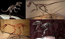 1-й ряд: Utahraptor ostrommaysi и Deinonychus antirrhopus; 2-й ряд: Velociraptor mongoliensis и Bambiraptor feinbergi.