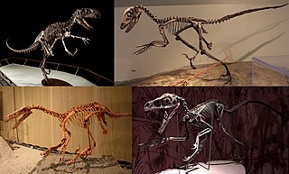 <span class="mw-page-title-main">Eudromaeosauria</span> Extinct clade of dinosaurs