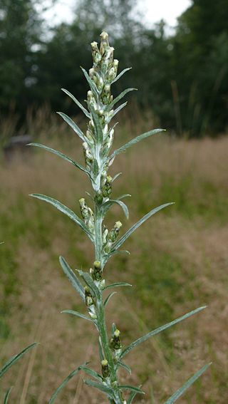 <i>Omalotheca sylvatica</i> Species of flowering plant