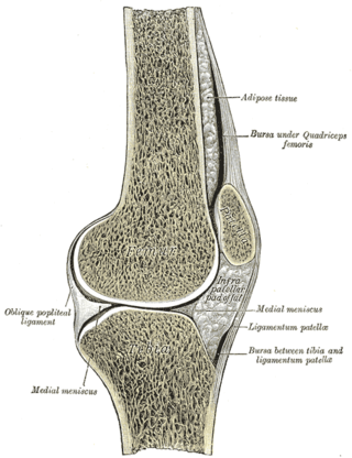 <span class="mw-page-title-main">Knee bursae</span>