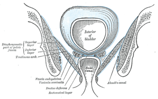 <span class="mw-page-title-main">Pelvic fascia</span>