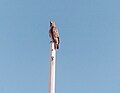 Hawk on pole