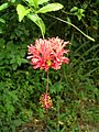 Các cánh chẻ nhỏ của hoa Hibiscus