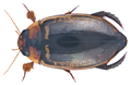 Hydaticus luczonicus.png