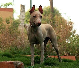 <span class="mw-page-title-main">Jonangi</span> Dog breed