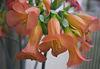 Kalanchoe tubiflora01.jpg