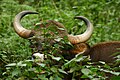 Indian Gaur - K. Gudi Forest