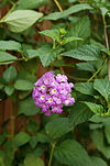 Lantana montevidensis 01.JPG