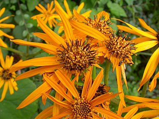 <i>Ligularia dentata</i> Species of flowering plant