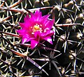 Mammillaria mystax