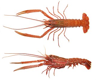 <i>Metanephrops</i> Genus of lobsters