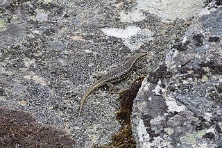 <span class="mw-page-title-main">Grand skink</span> Species of lizard