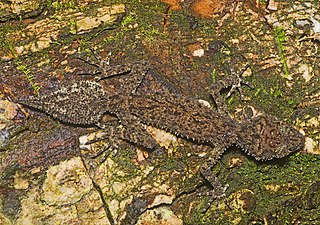 <i>Phyllurus nepthys</i> Species of lizard