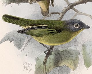 <span class="mw-page-title-main">Grey-headed piprites</span> Species of bird