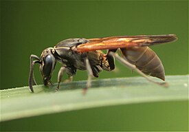 Оса Polybia rejecta (Эквадор, Tiwintza Canton)