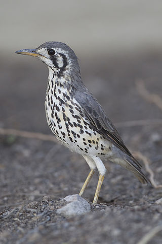 <span class="mw-page-title-main">Thrush (bird)</span> Family of birds