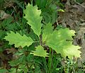 sapling, Hohenlohe, Germany