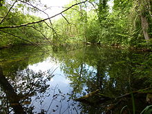 Mare en forêt