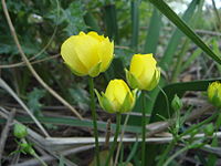 Ranunculus paludosus