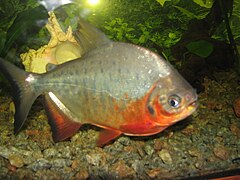 Pacu, peixe muito popular da culinária amazonense.