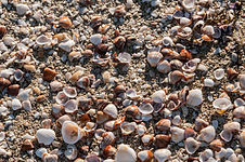 Mixed shells on a beach in Venezuela Seashell unknown 3.jpg