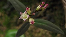 Spigelia genuflexa flowers.jpg