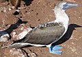 Blue-footed booby (Sula nebouxii)