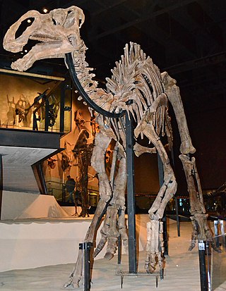 <i>Gryposaurus</i> Extinct genus of reptiles