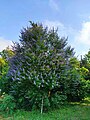 Botanic garden in Bulgaria, whole plant