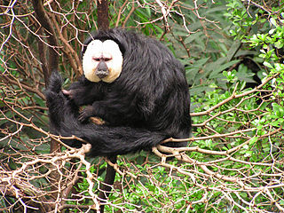 <span class="mw-page-title-main">White-faced saki</span> Species of New World monkey