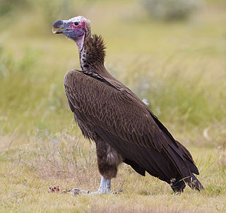 <span class="mw-page-title-main">Lappet-faced vulture</span> Species of bird