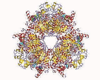 <span class="mw-page-title-main">Propionyl-CoA carboxylase</span>