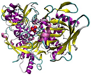 <span class="mw-page-title-main">Aconitase</span> Class of enzymes