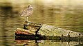 39 Actitis hypoleucos (Common sandpiper) created by Ben Fredericson, uploaded and nominated by Pro2