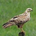 Buteo rufinus (cat.)