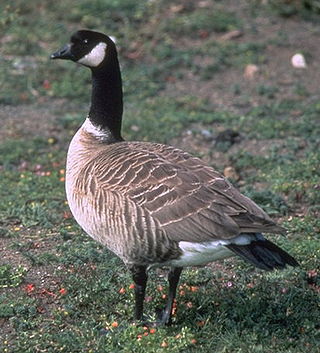 <span class="mw-page-title-main">Cackling goose</span> Species of bird