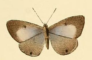 <i>Anthene princeps</i> Species of butterfly