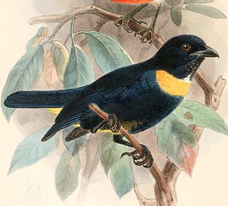 <span class="mw-page-title-main">Golden-chested tanager</span> Species of bird