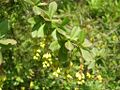 Berberis aristata from the Himalayas