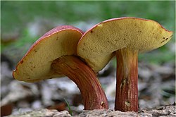 Raudonkepuris aksombaravykis (Xerocomus rubellus)