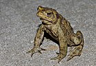 Bufo bufo (männliche Erdkröte) [D]